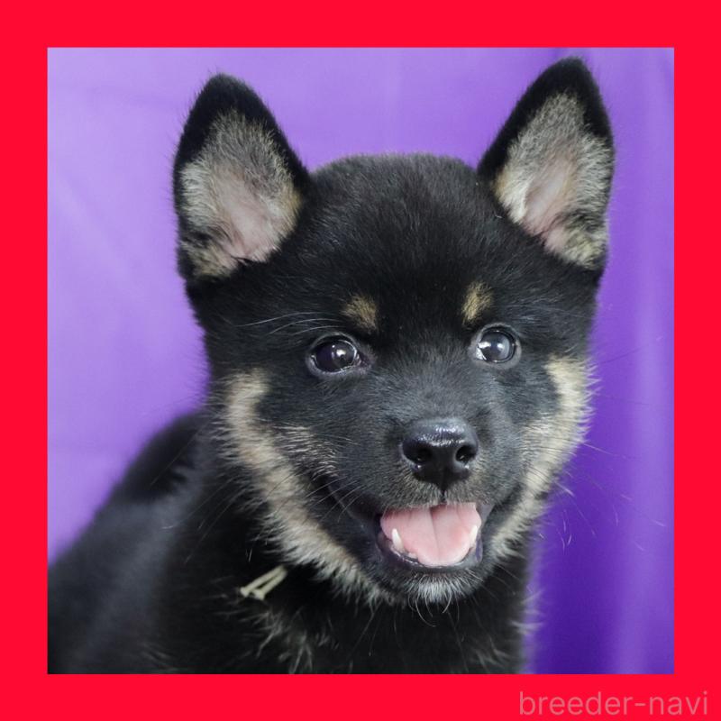 販売中の愛知県の柴犬-406786の1枚目